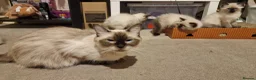 Ragdoll cats for sale: 3 beautiful ragdoll kittens left out of 7 - Advert 2