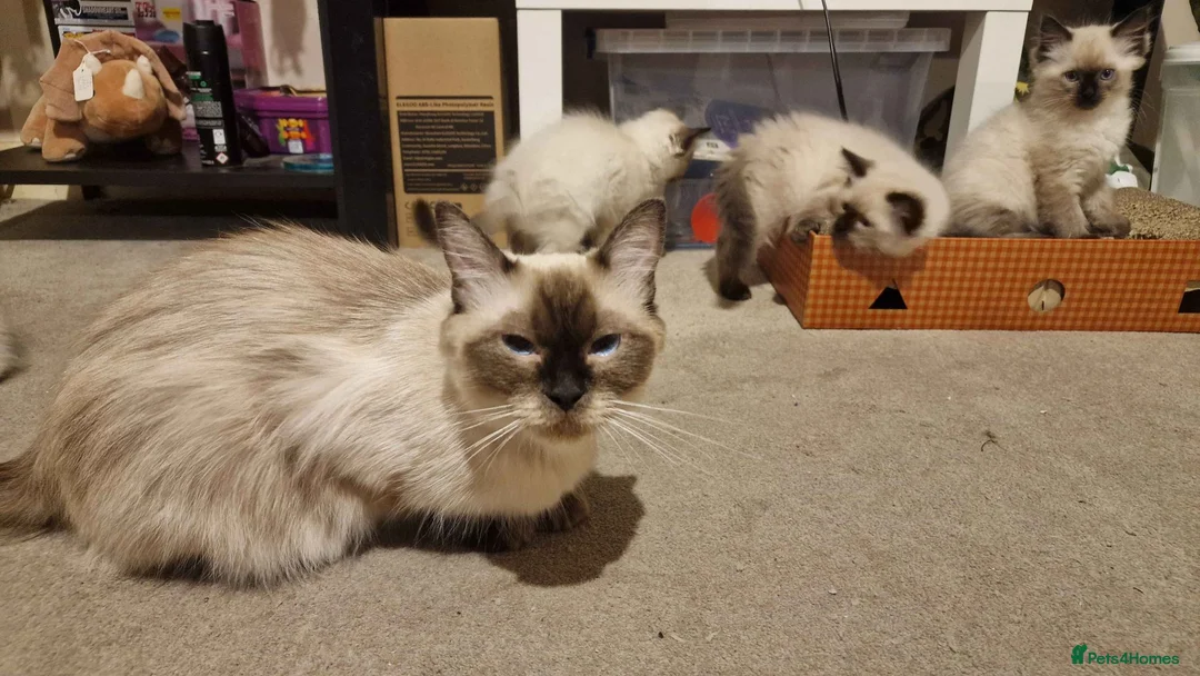 Ragdoll cats for sale: 3 beautiful ragdoll kittens left out of 7 - Advert 2