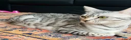 Bengal cats for sale: Gray Bengal kittens - Advert 2