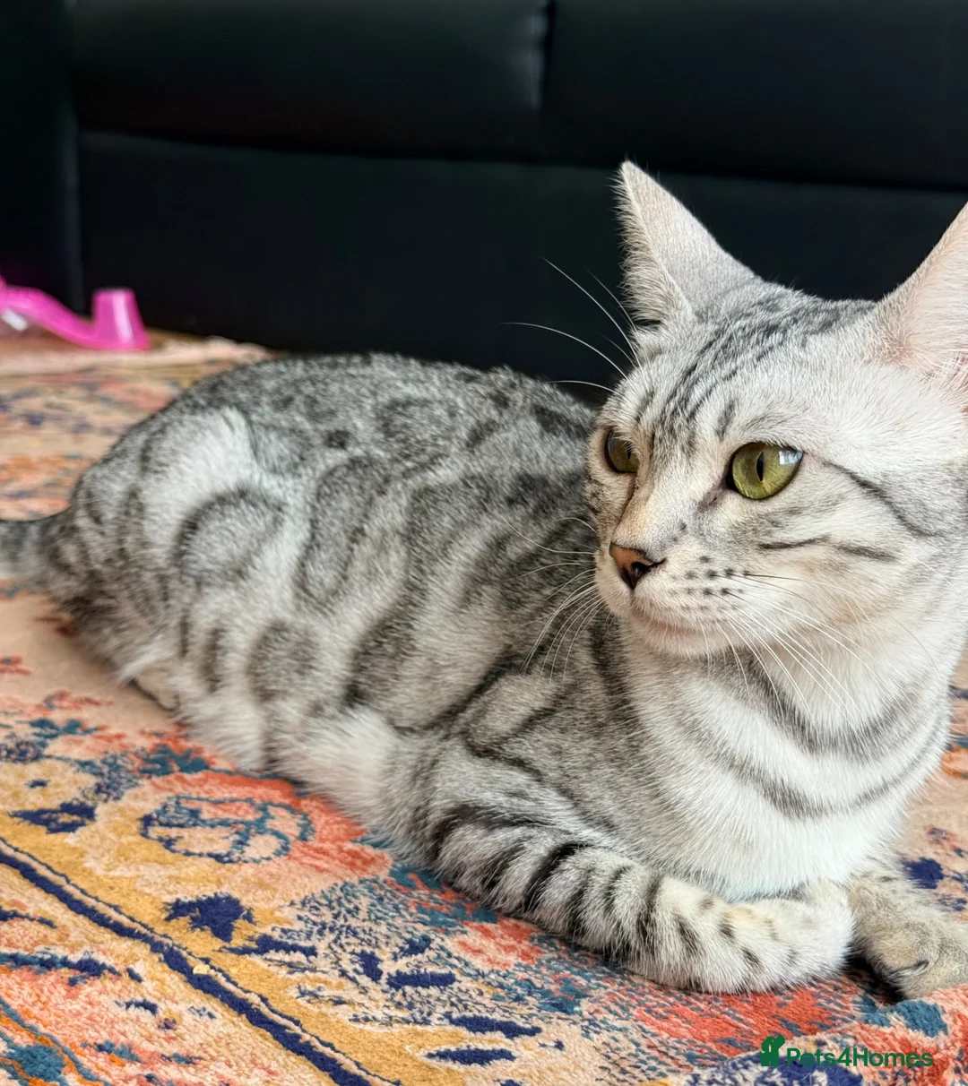 Bengal cats for sale: Gray Bengal kittens - Advert 2