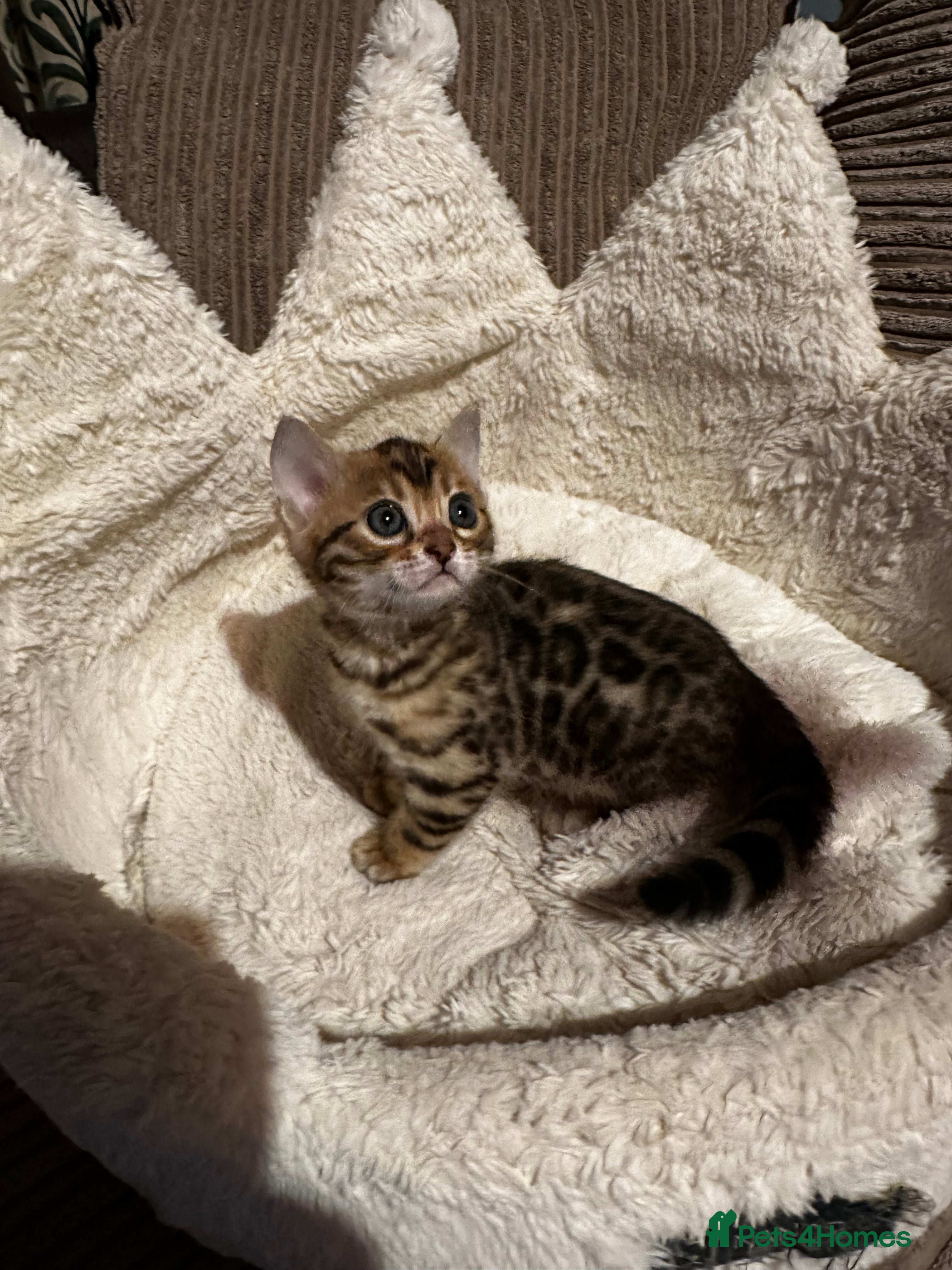 Bengal cats TICA Bengal kittens available!  - Advert 4