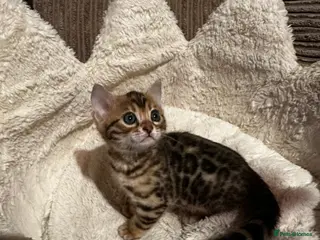 Bengal cats TICA Bengal kittens available! - Advert 4