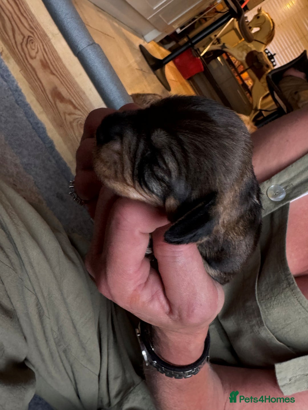 Dachshund dogs for sale: Short backed wire-haired dachshunds - Image 6