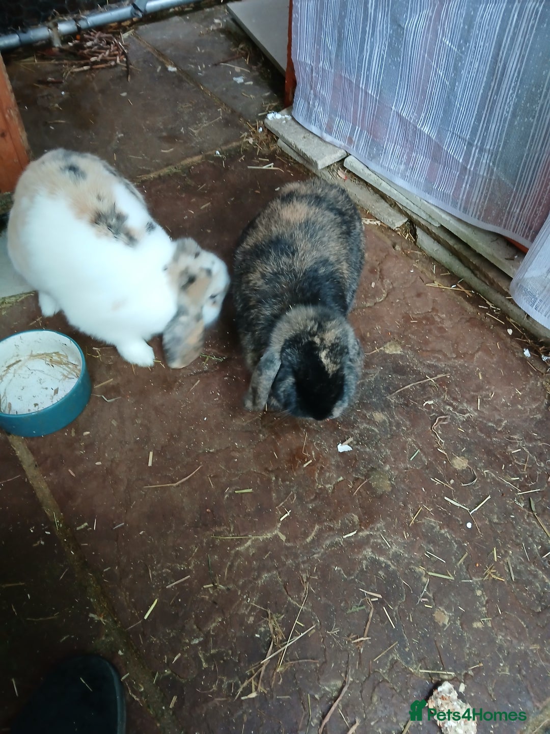English Lop rabbits for sale: Female rabbits - Advert 1