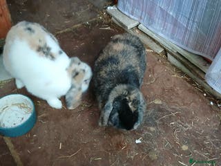 English Lop rabbits Female rabbits - Advert 3