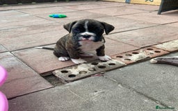 Boxer dogs for sale: Boxers 2 bitches - Image 12