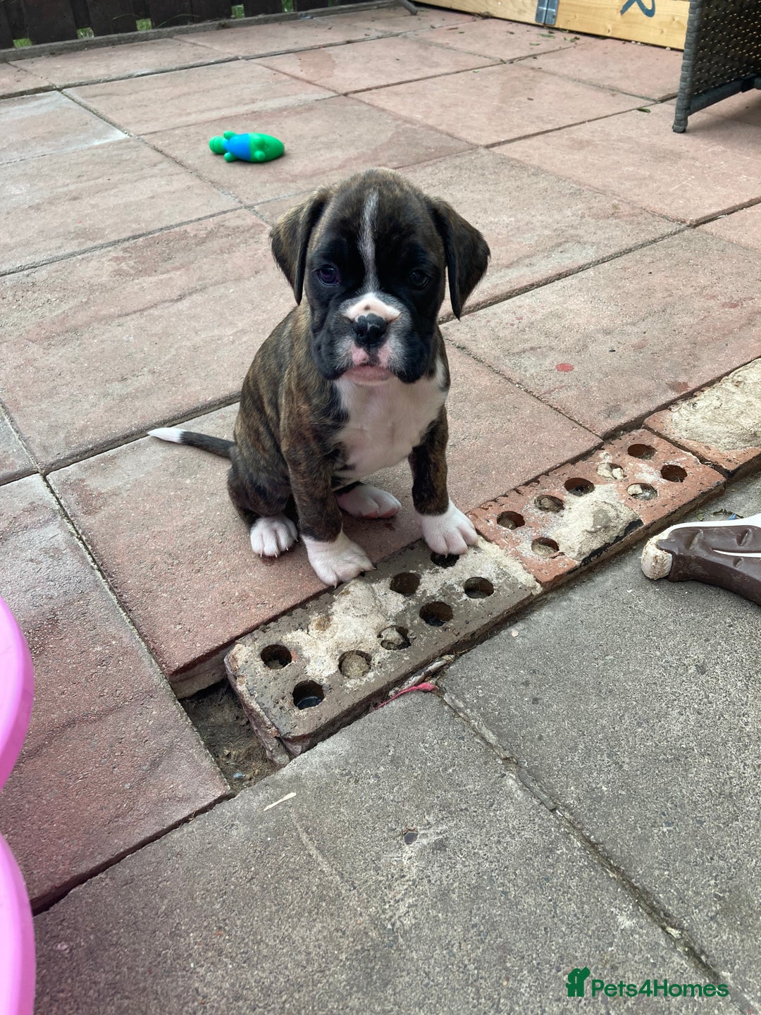 Boxer dogs for sale: Boxers 2 bitches - Image 12