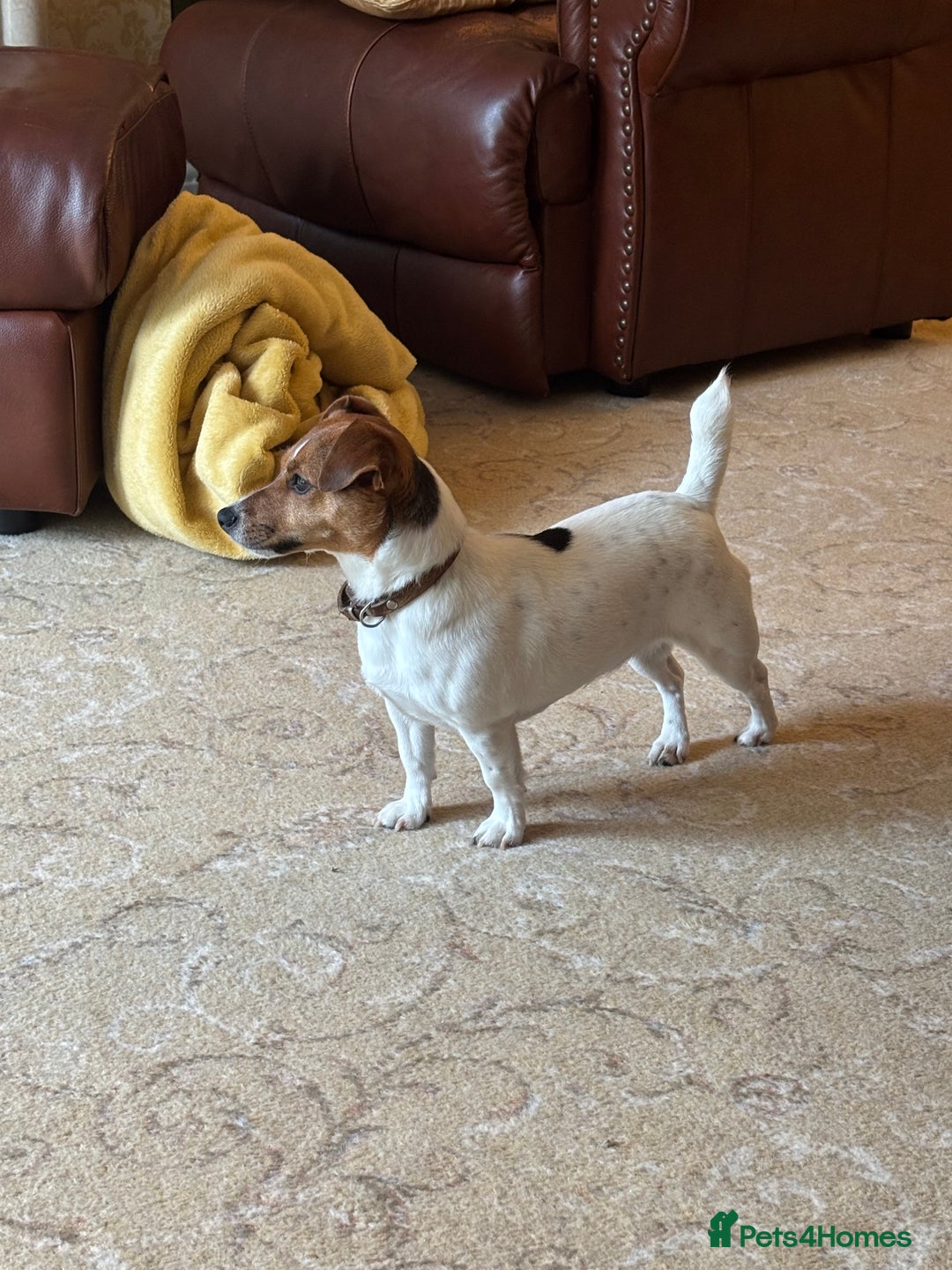 Jack Russell dogs for sale: Miniature Jack russel  - Advert 7