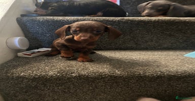 Miniature Dachshund dogs in Liverpool - Advert 14