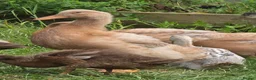 Ducks poultry for sale: Buff Orpington Ducks & Drakes - Advert 4