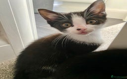 Mixed Breed cats for sale: 2 male kittens  - Image 2