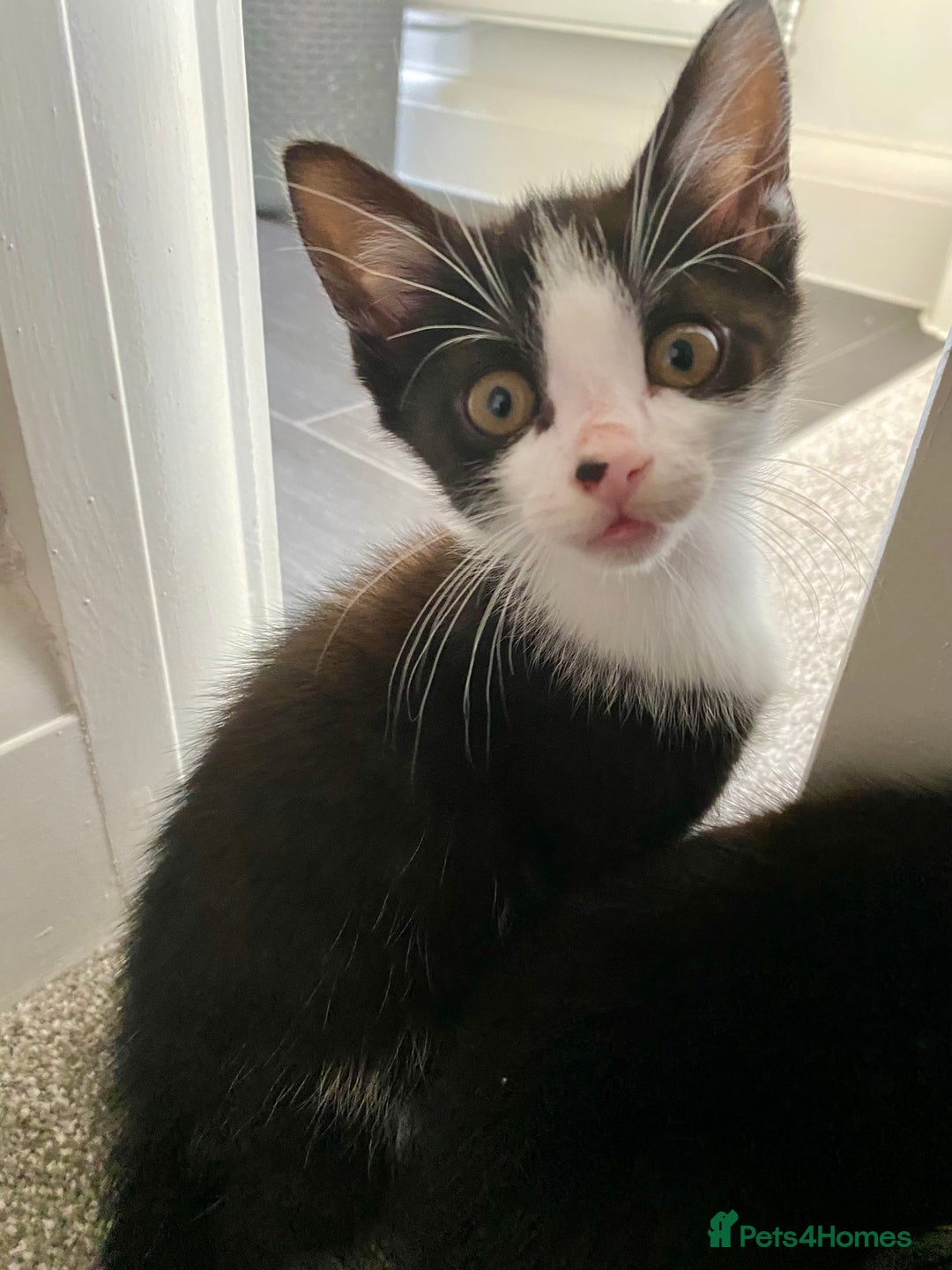 Mixed Breed cats for sale: 2 male kittens  - Image 2