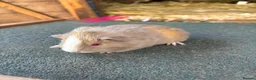 Guinea Pig rodents for sale: Guinea pigs to be reserved  - Advert 1