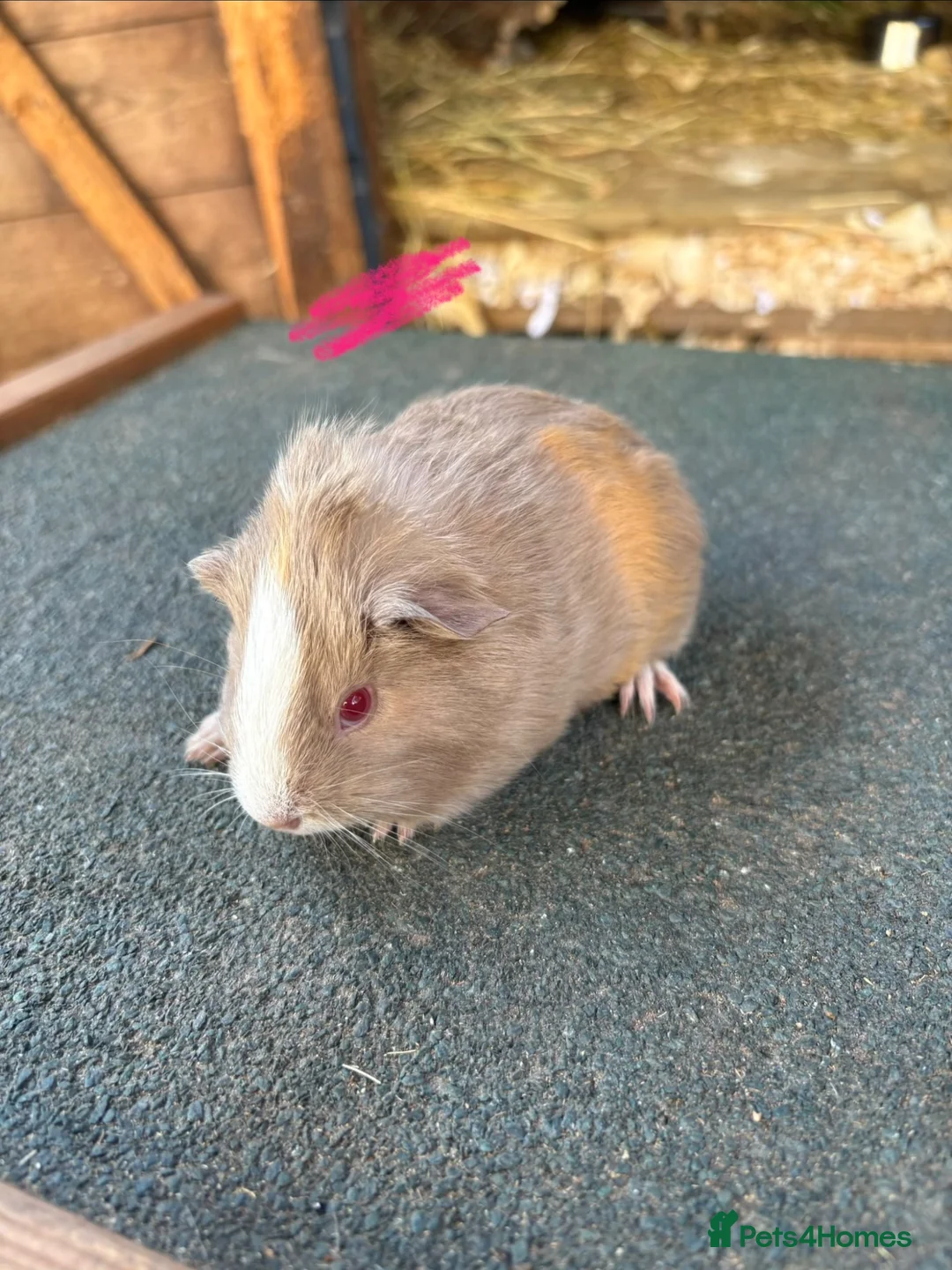 Guinea Pig rodents for sale: Guinea pigs to be reserved  - Advert 1