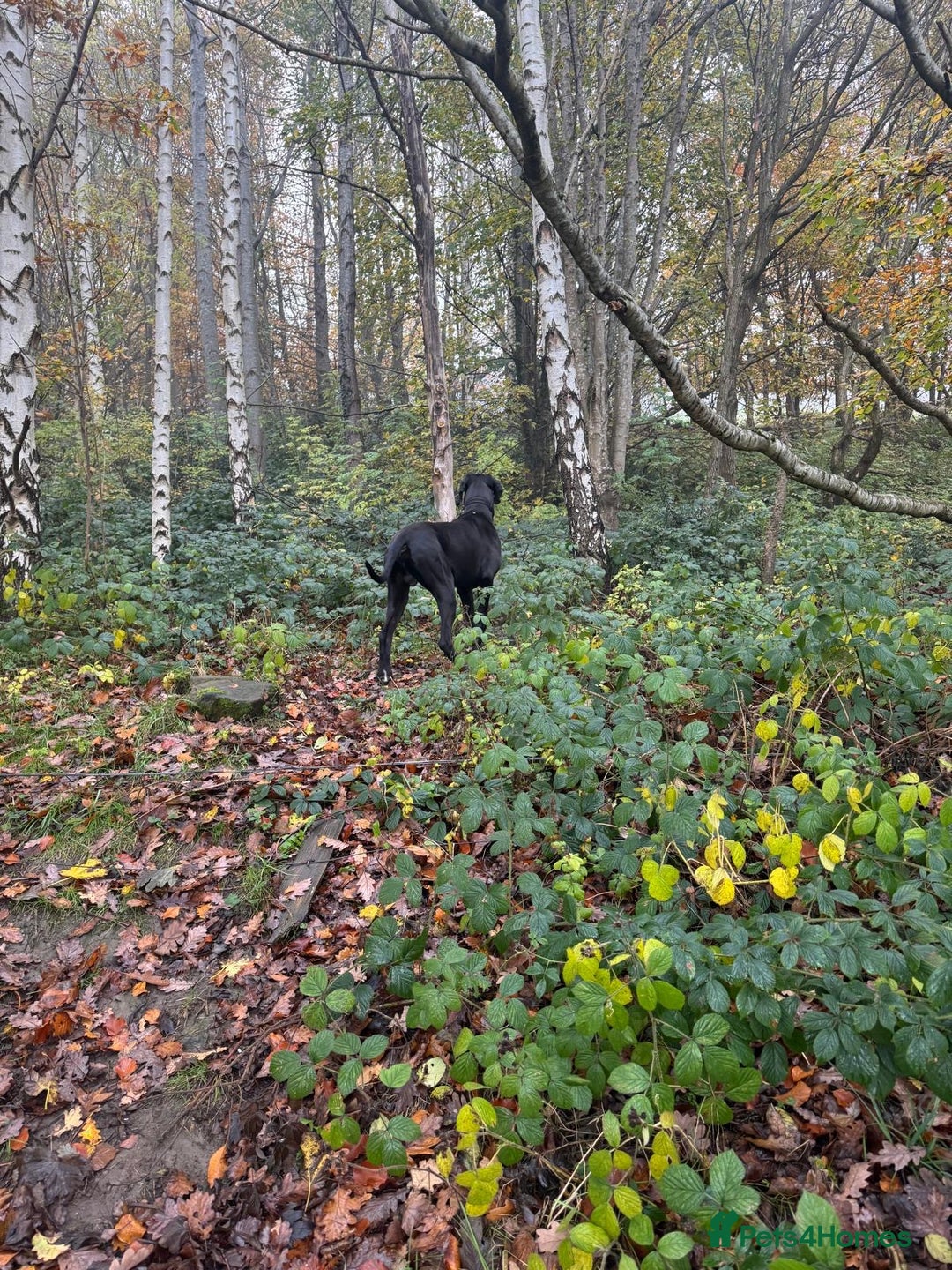 Great Dane dogs for sale: Black & white Great Dane  - Advert 4