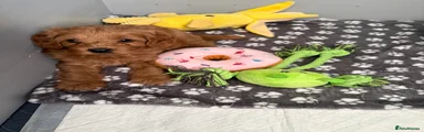 Cavapoo 1