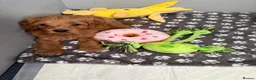 Cavapoo dogs for sale: F1b Cavapoo Puppies 1 Boy,2 Girls in Leeds - Advert 12