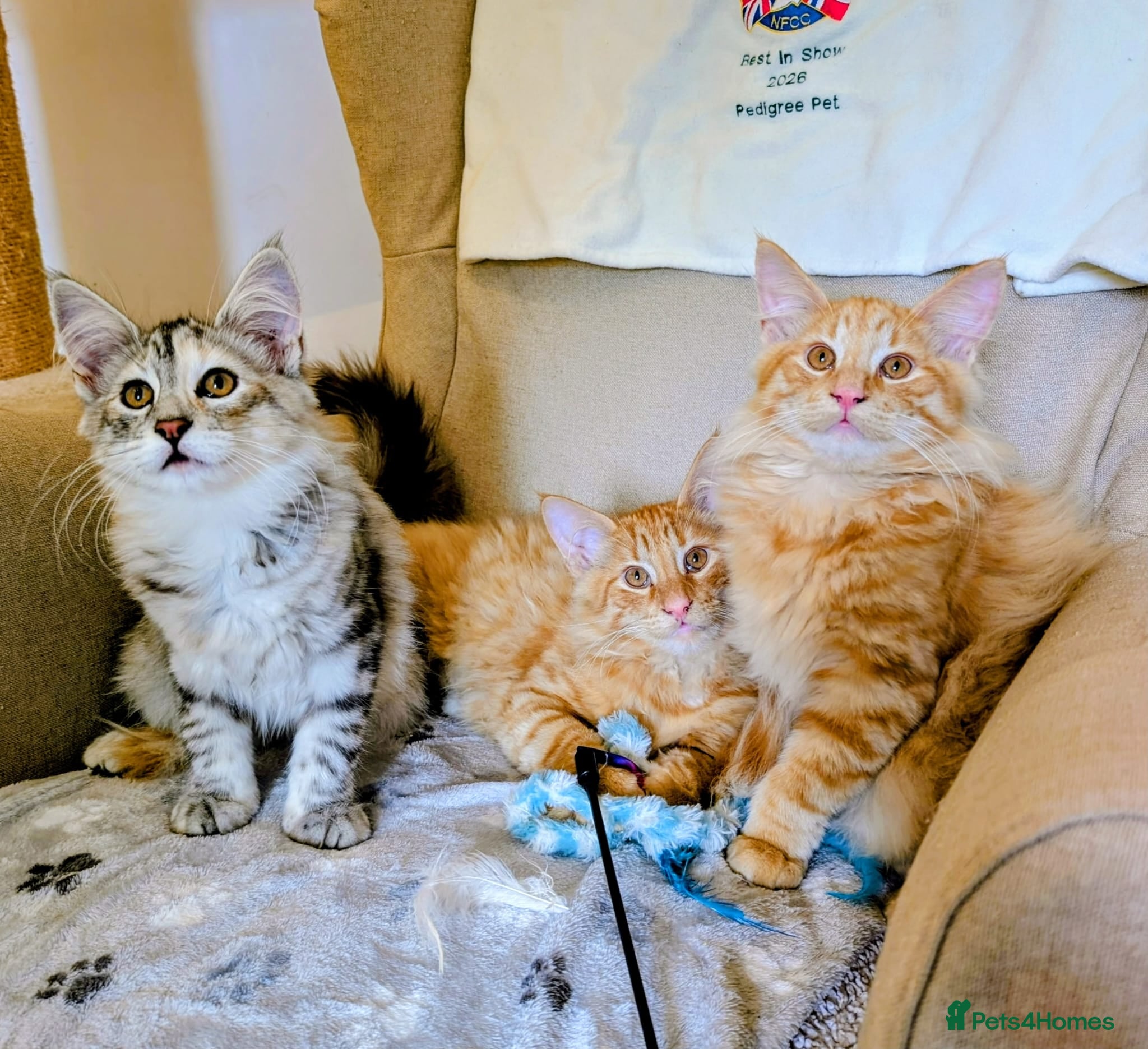 Norwegian Forest Cat cats Pedigree Norwegian Forest kittens - Advert 1