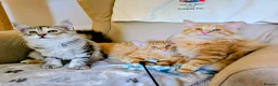Norwegian Forest Cat cats for sale: Pedigree Norwegian Forest kittens - Advert 1