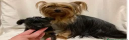 Yorkshire Terrier dogs for sale: Female Yorkshire terrier in Warrington - Advert 3