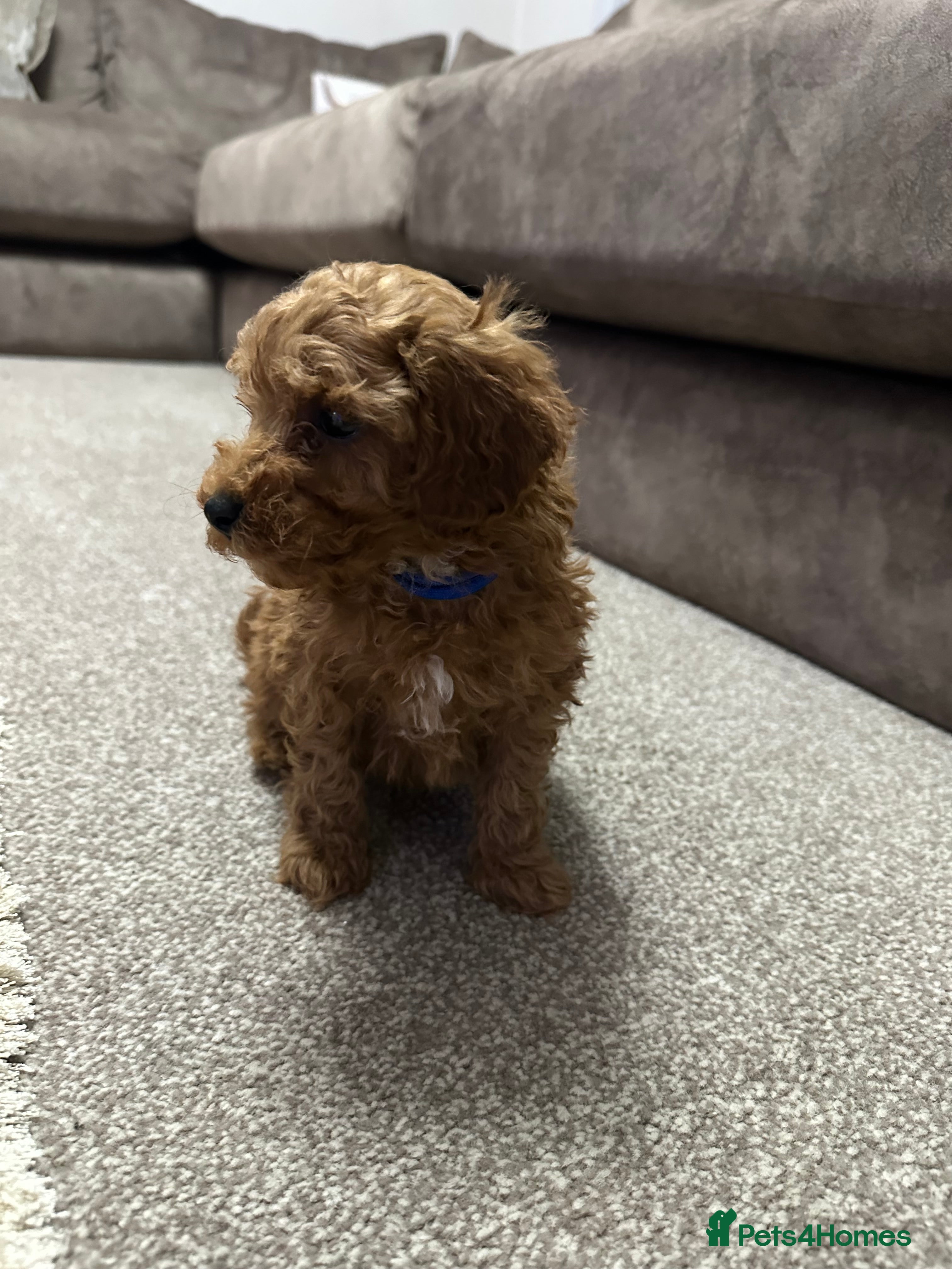 Toy Poodle dogs Ready now 🏡💙🏆bloodline,kc,dna clear parents  - Advert 5