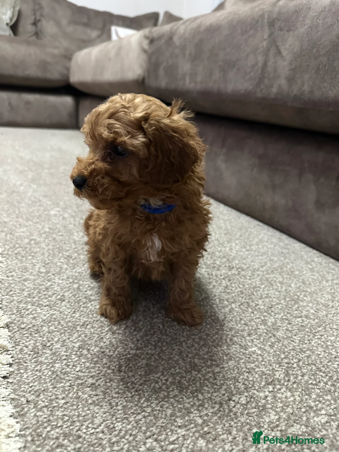 Toy Poodle dogs for sale: Toypoodle💙champion bloodline,kc,dna clear parent  - Advert 4