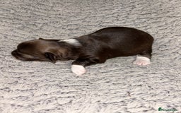 Chihuahua dogs for sale: 2x Purebred Chihuahua⭐️⭐️ - Image 4