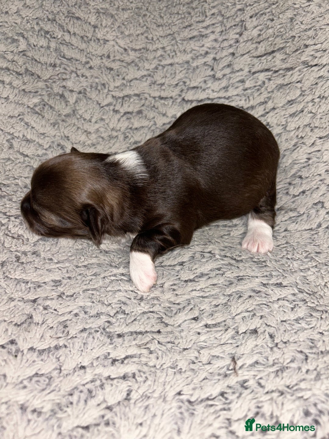 Chihuahua dogs for sale: 2x Purebred Chihuahua⭐️⭐️ - Image 4