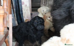 Labradoodle dogs for sale: Lovely Labradoodle Puppies Licenced Breeder - Image 27
