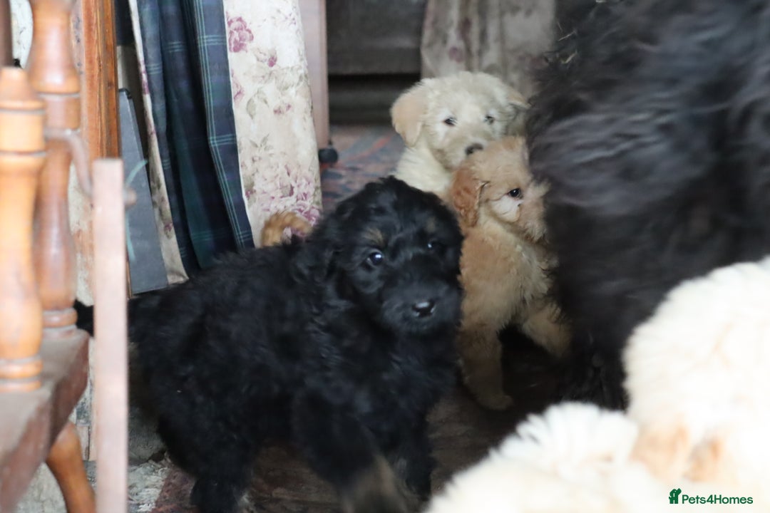 Labradoodle dogs for sale: Lovely Labradoodle Puppies Licenced Breeder - Image 27