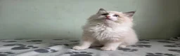 Ragdoll cats for sale: GCCF-registered Ragdoll kittens - Advert 8
