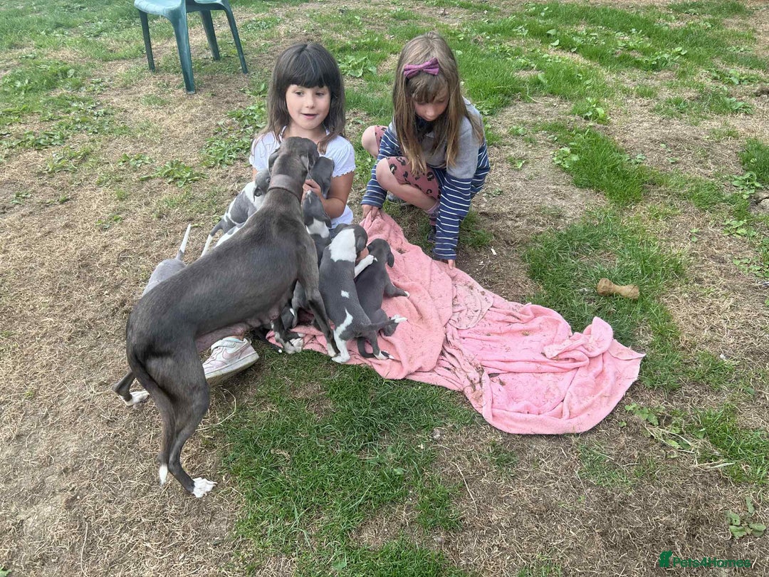 Whippet dogs for sale: Whippet puppies ready now  - Image 10