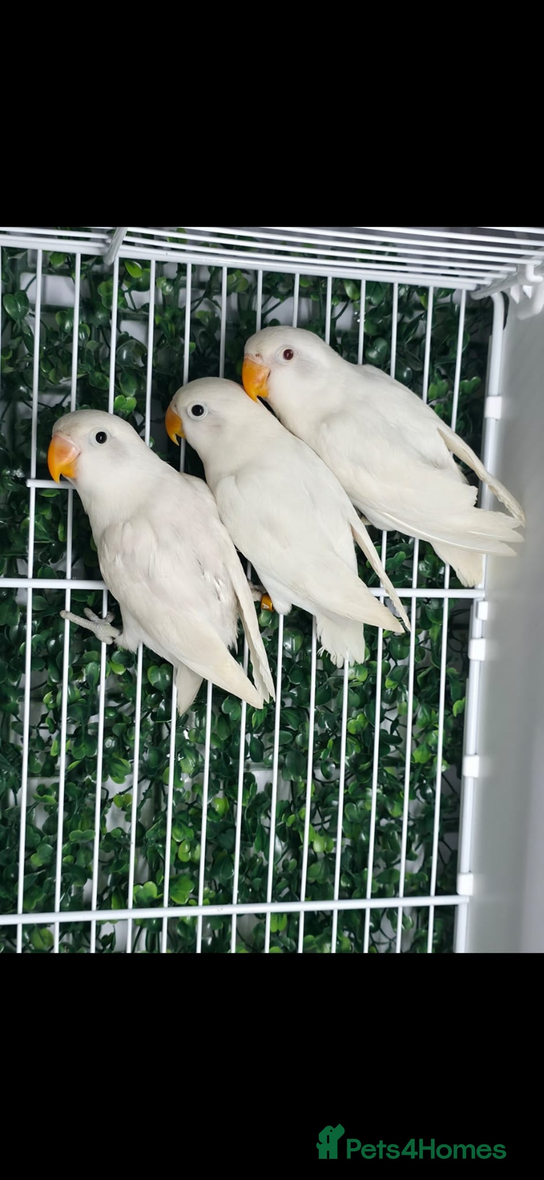 Lovebirds birds for sale: Mutation Lovebirds for Sale - Advert 17