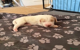Cocker Spaniel dogs for sale: 2 Gorgeous male White+Lemon Cocker Spaniel Puppies - Image 11
