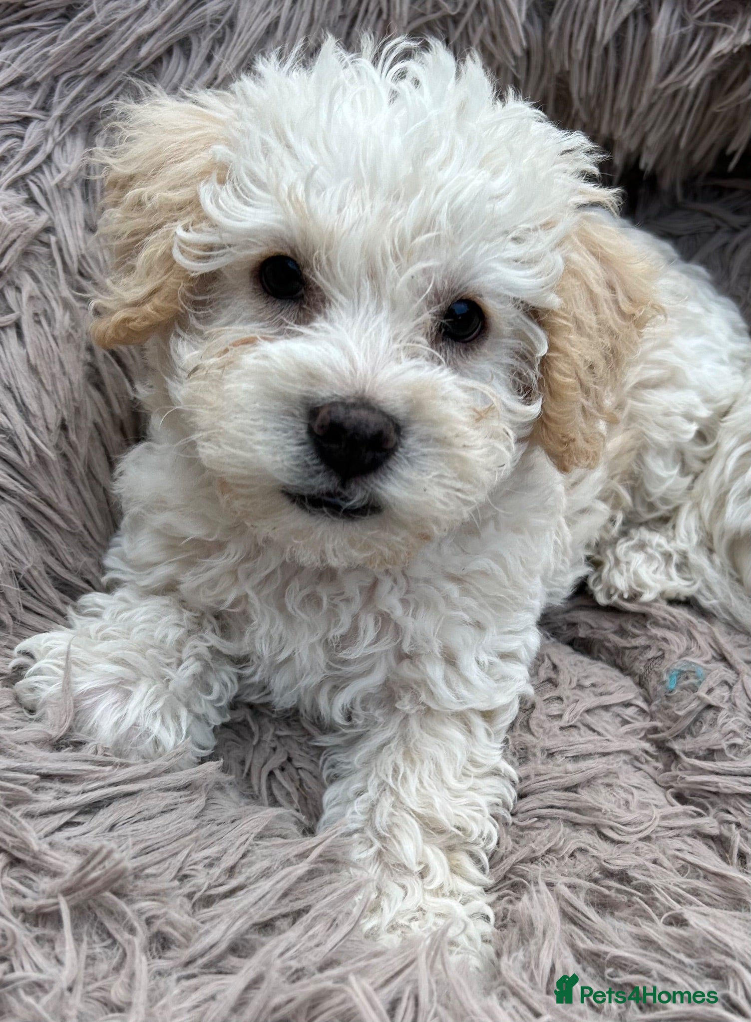 Poochon dogs Cute Cream/white with brown noses poochon puppies - Advert 2