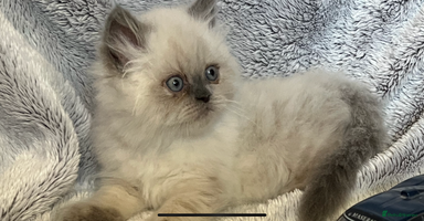 Persian cats - Advert 16