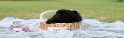 Pomeranian dogs for sale: ✨ Tiny Teddy Face Pomeranian Puppies 🐻✨ - Advert 5