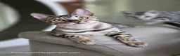 Bengal cats for sale: Gorgeous Health Tested Bengal Kittens  - Advert 6