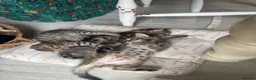 Mixed Breed cats for sale: Bengal cross kittens - Advert 2