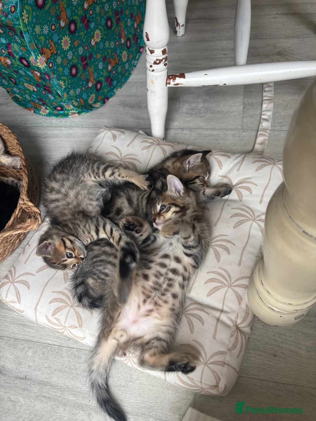 Mixed Breed cats for sale: Bengal cross kittens - Advert 2