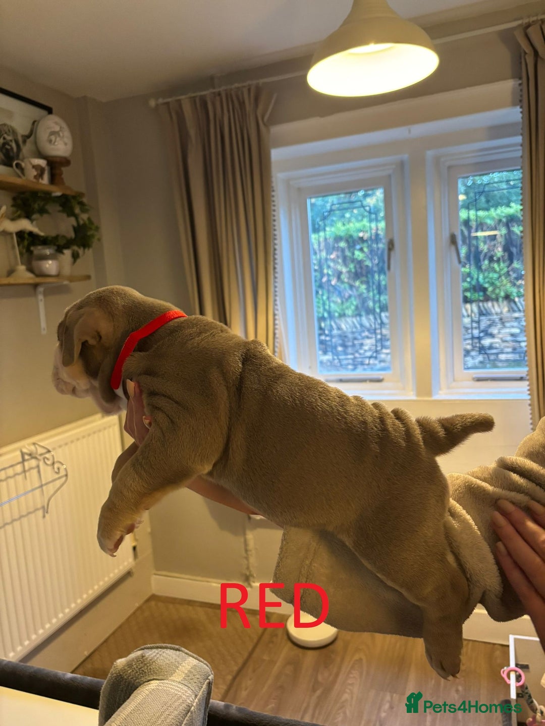 Olde English Bulldogge dogs for sale: Playful OEB Puppies  - Image 8