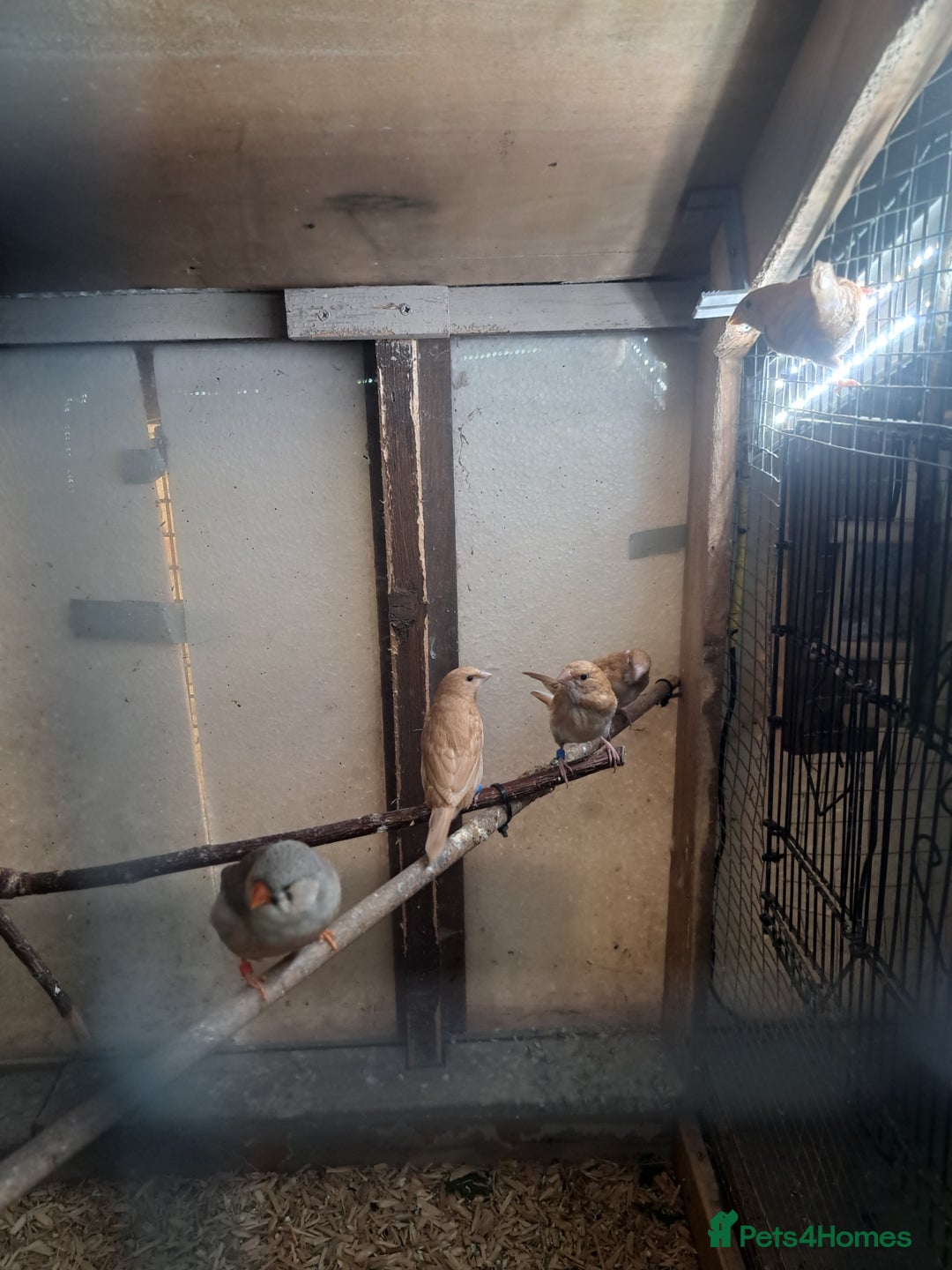 Finches birds for sale: Bengalese and pair of zebra finch  - Advert 5