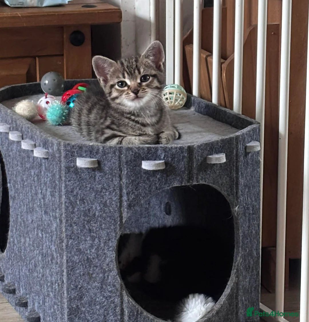 Mixed Breed cats for sale: Cute kittens  - Advert 3