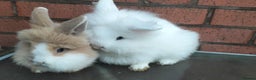 Lionhead rabbits for sale: Lovely Lionhead Baby Bunnies – Friendly & Ready🐰✨ - Advert 4