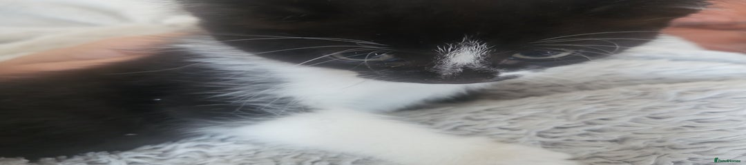 Kitten 4