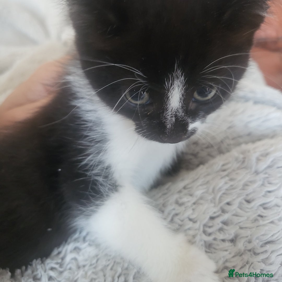 Domestic Shorthair cats for sale: Kittens - Image 7