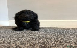 Mixed Breed dogs for sale: daxipoos puppies for sale - Image 7