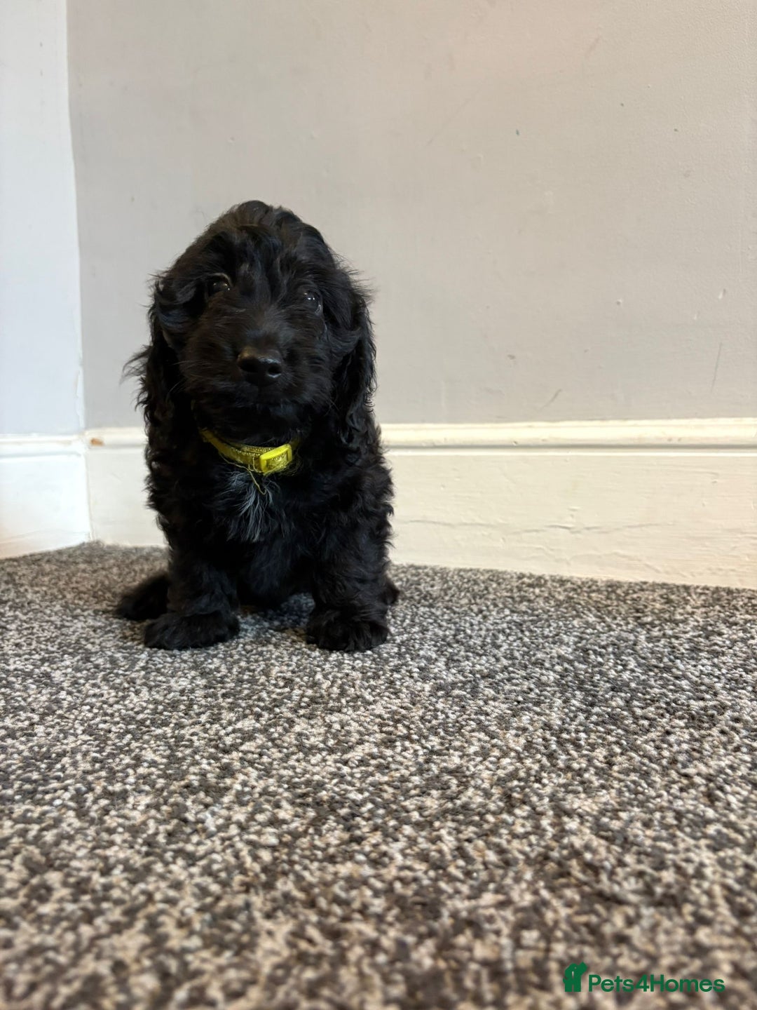 Mixed Breed dogs for sale: daxipoos puppies for sale - Image 7