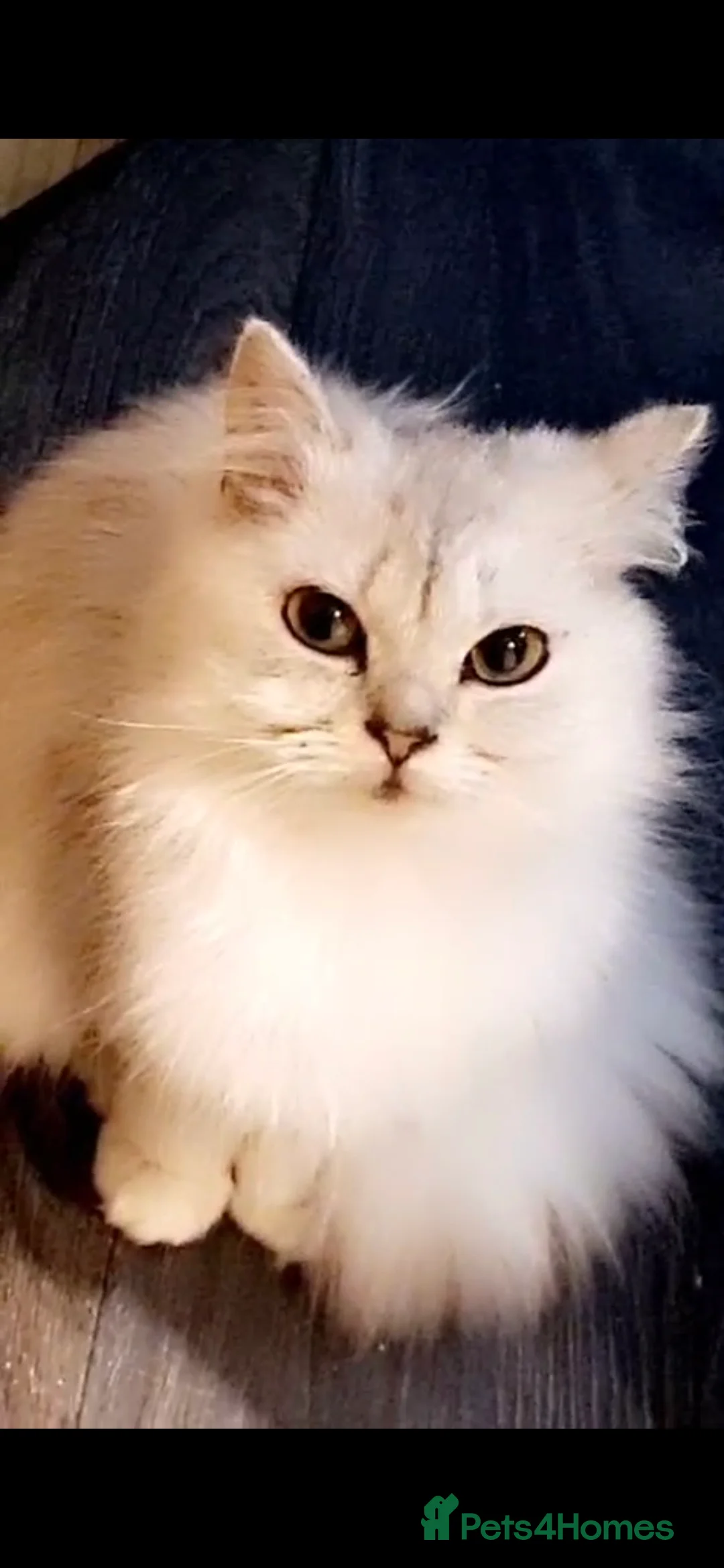 Mixed Breed cats for sale: ❄️ snow-white Persian/short hair ❄️  - Advert 1