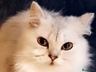 Mixed Breed cats ❄️ snow-white Persian/short hair ❄️ - Advert 1